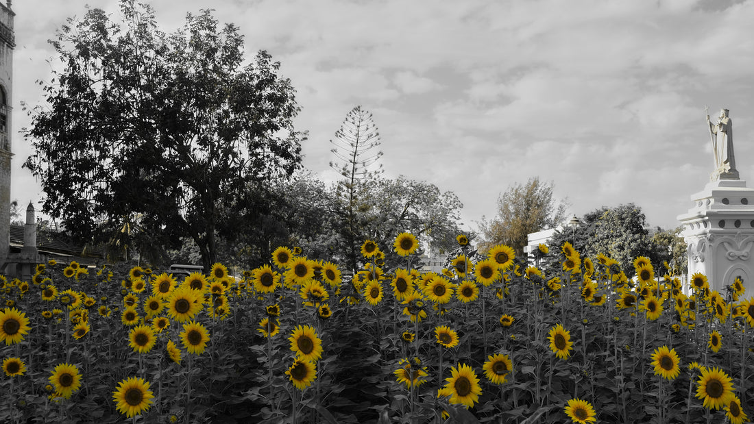 History Of Coffee