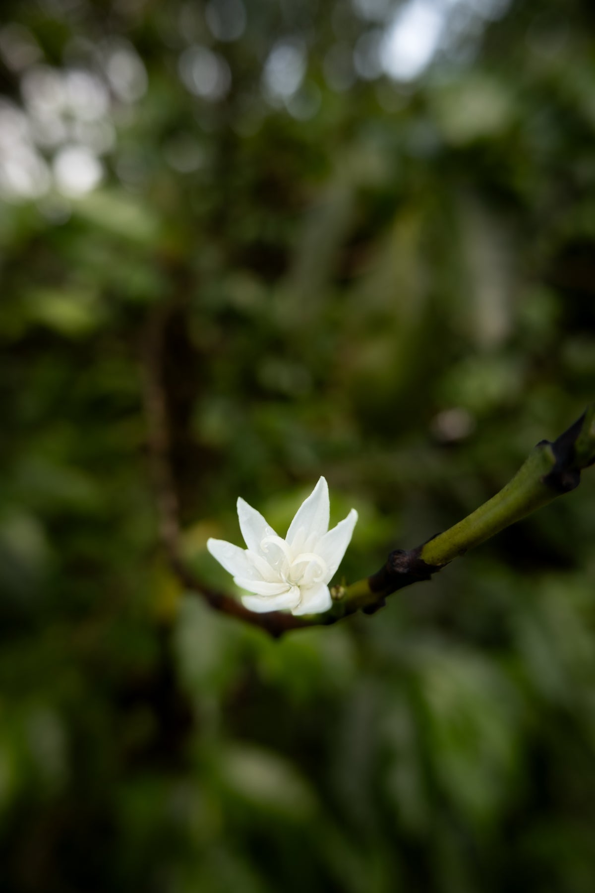 THE FINE ROBUSTA REVOLUTION