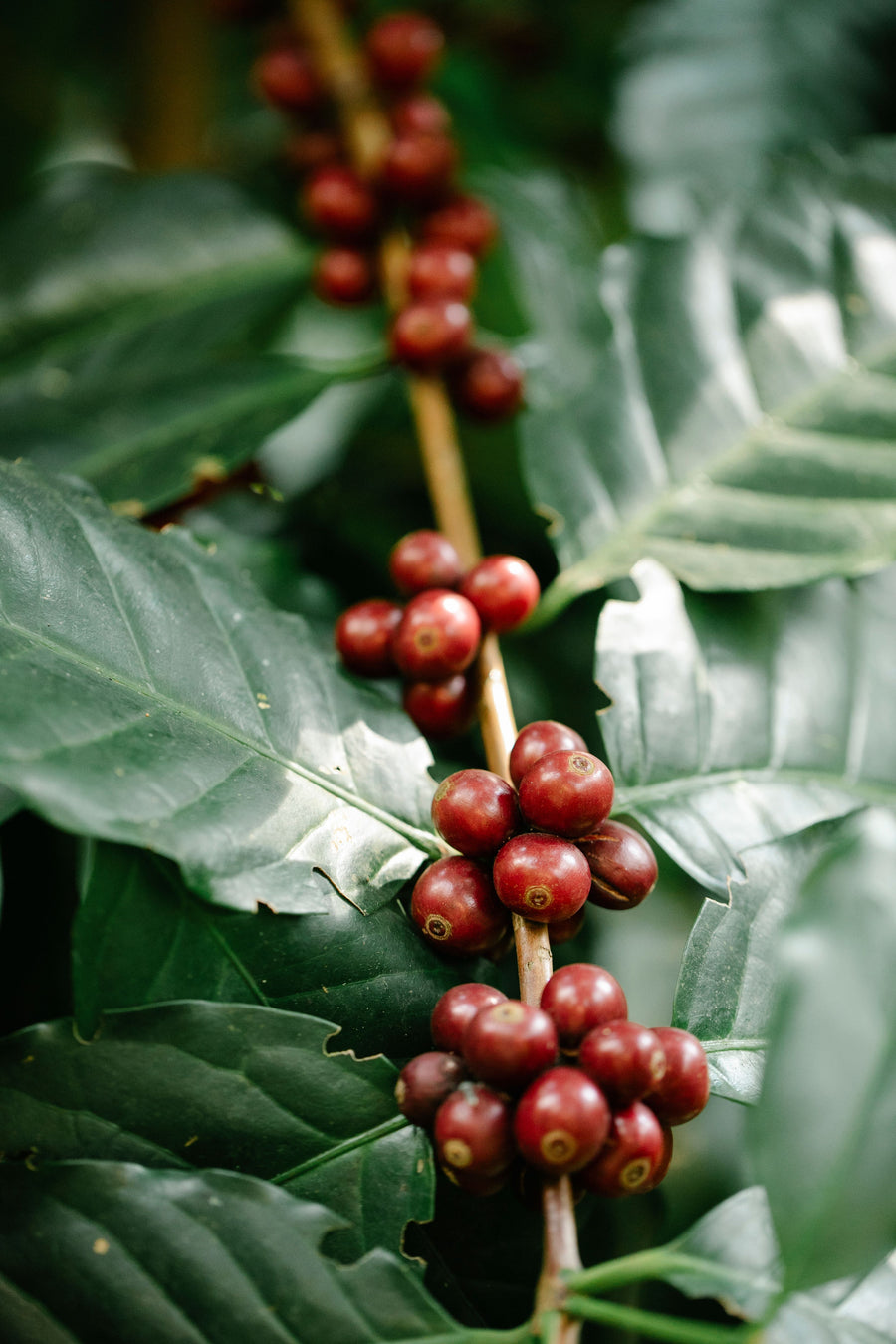 THE FINE ROBUSTA REVOLUTION