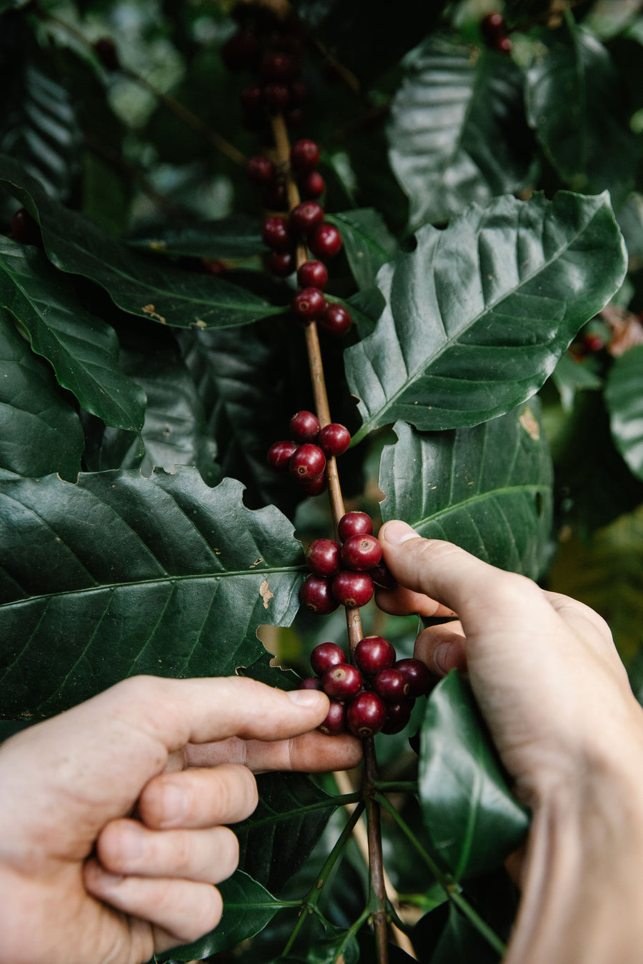 Great coffee is discovered.